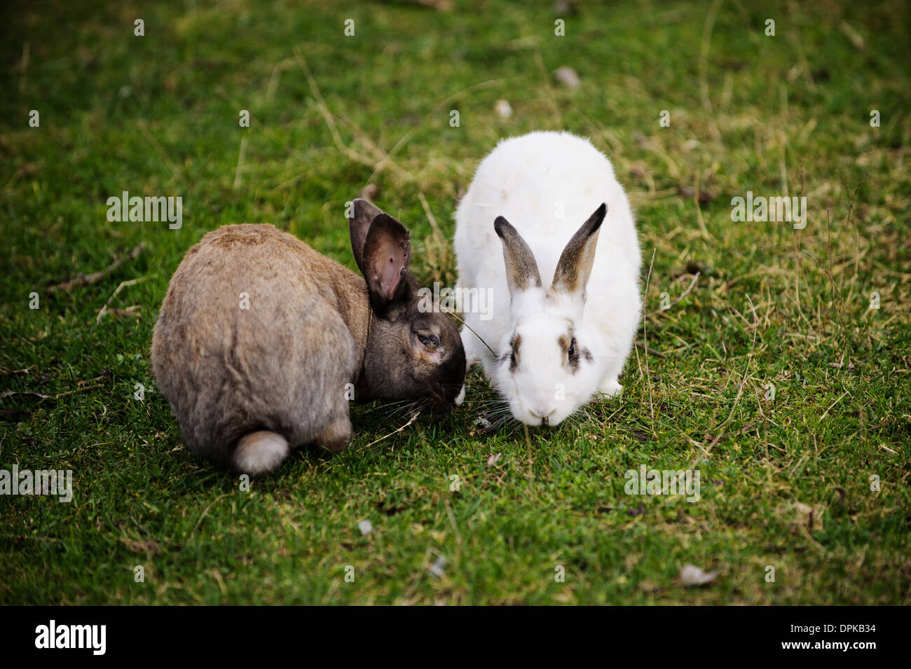 Osterhasen auf dem grünen Rasen. Zwei Kaninchen Essen Grasgrün Stockfoto