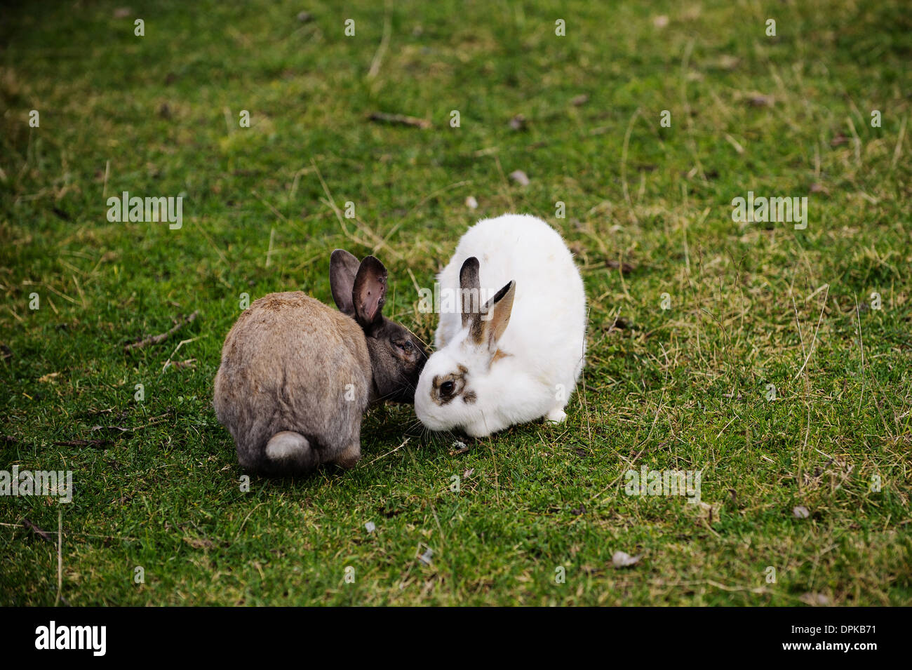 Osterhasen auf dem grünen Rasen. Zwei Kaninchen Essen Grasgrün Stockfoto