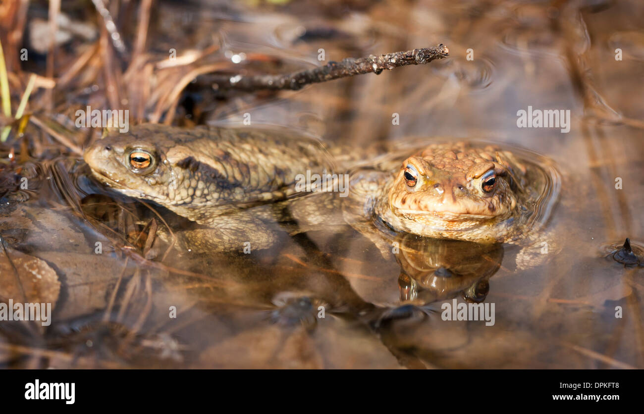 Zwei braune Frösche nebeneinander in Wasser Stockfoto