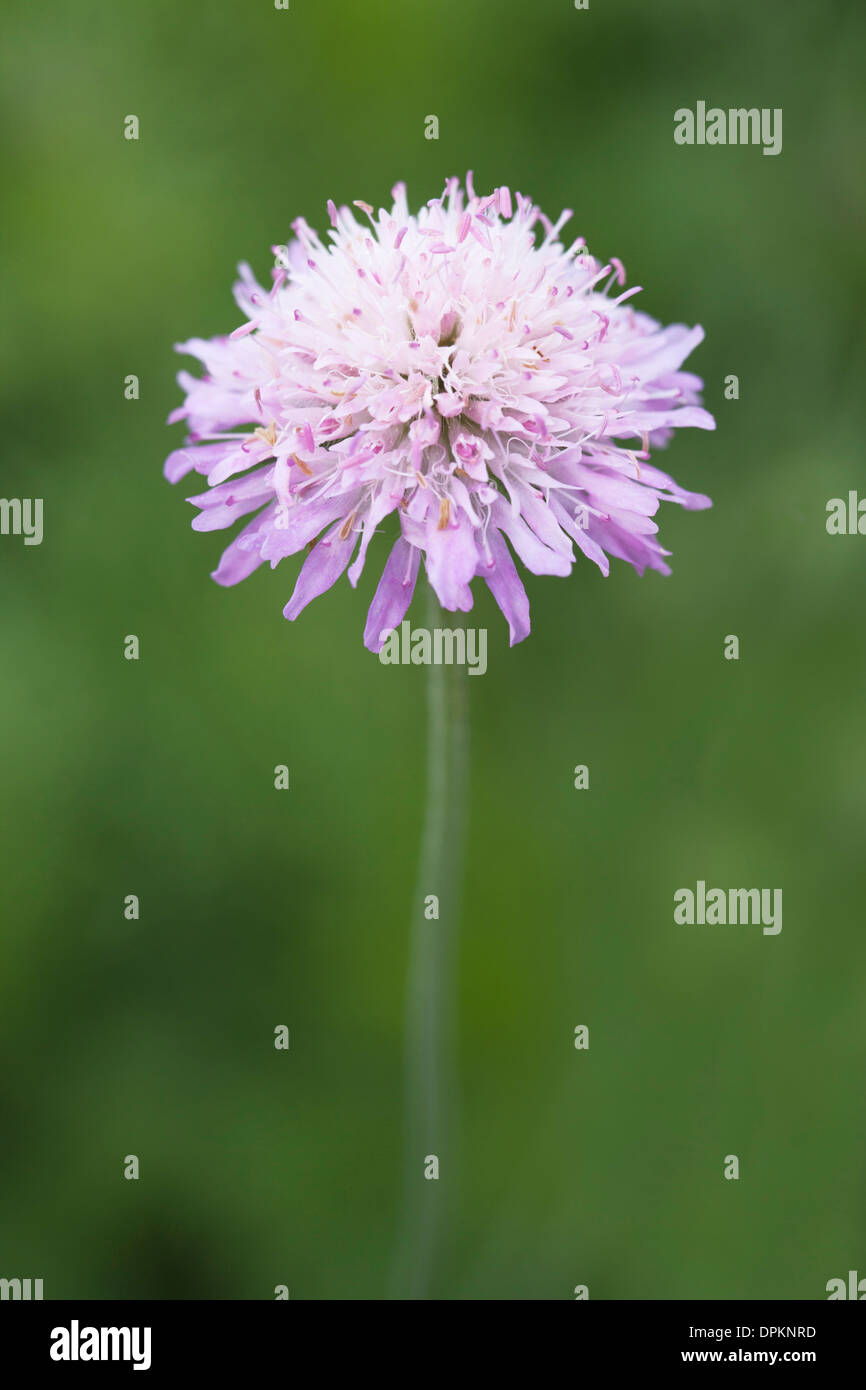 Witwenblume Feldblume mit flachen Schärfentiefe und weiche konzentrieren sich die Blütenblätter der Blume Stockfoto