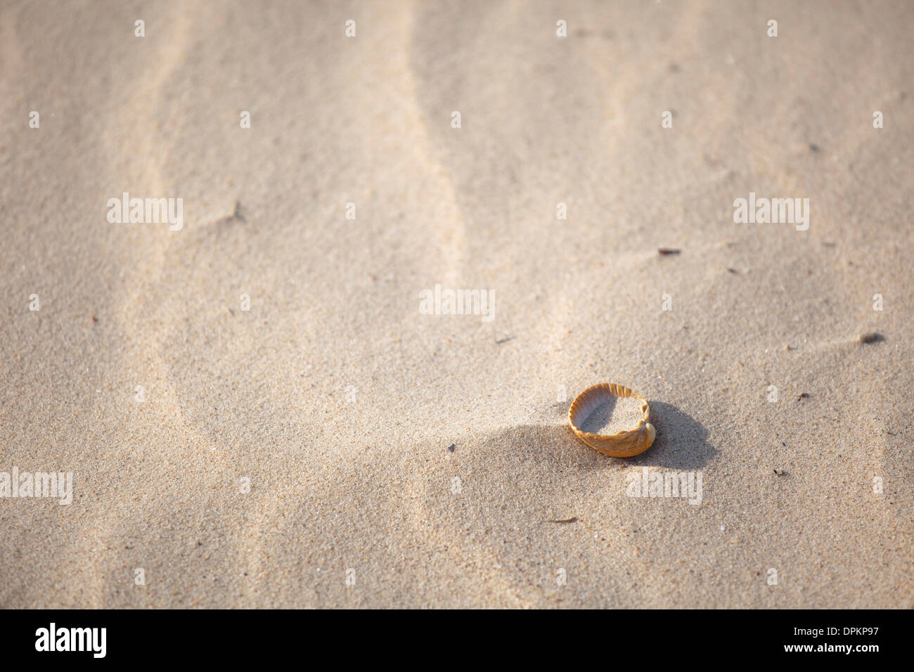 Nahaufnahme von Sea Shell isoliert am Sandstrand mit Fokus auf Shell und geringe Schärfentiefe. Stockfoto