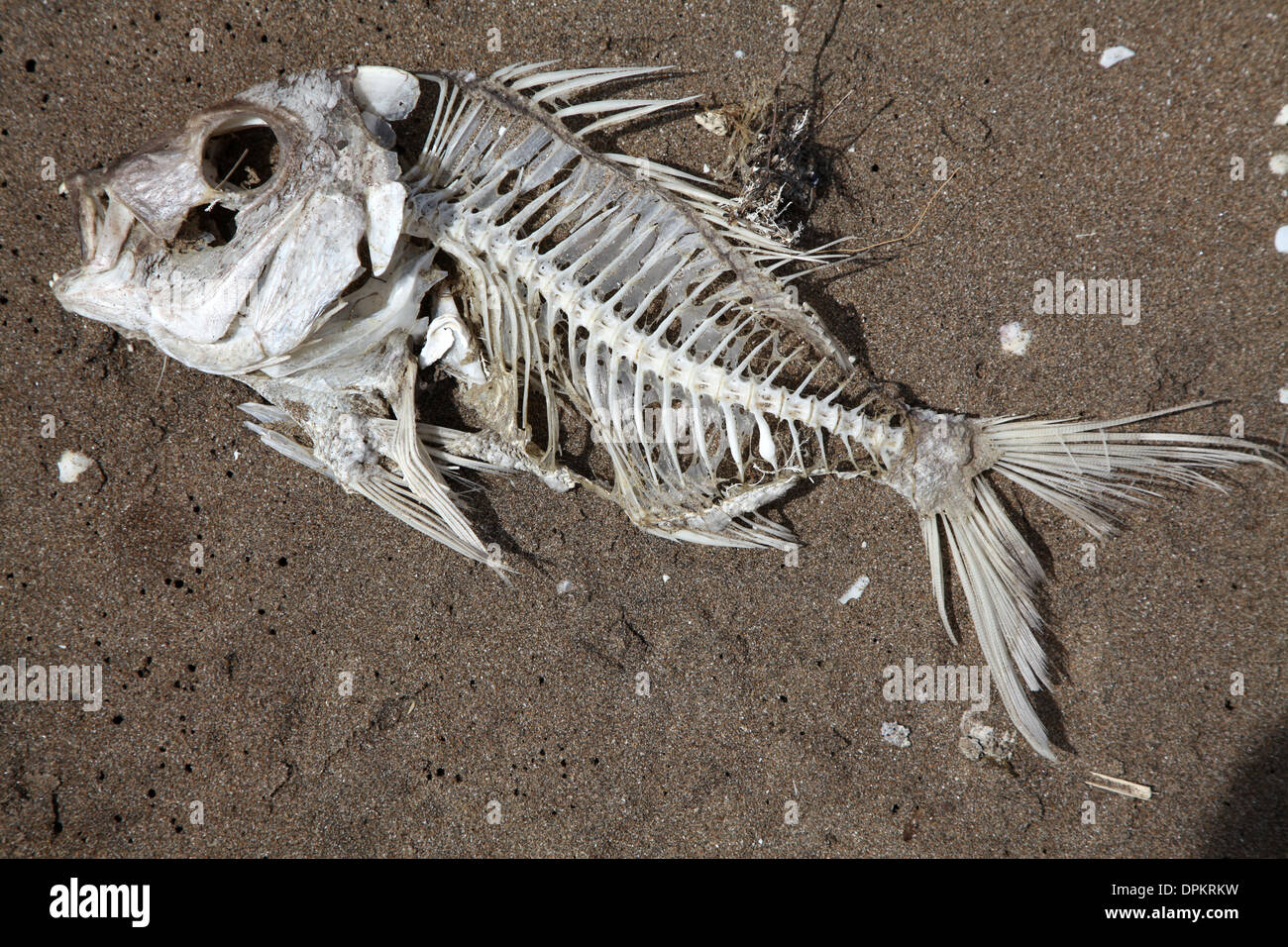 Ein vollständiges fischiges Skelett am Strand mit wenig Fleisch auf den Knochen links Stockfoto