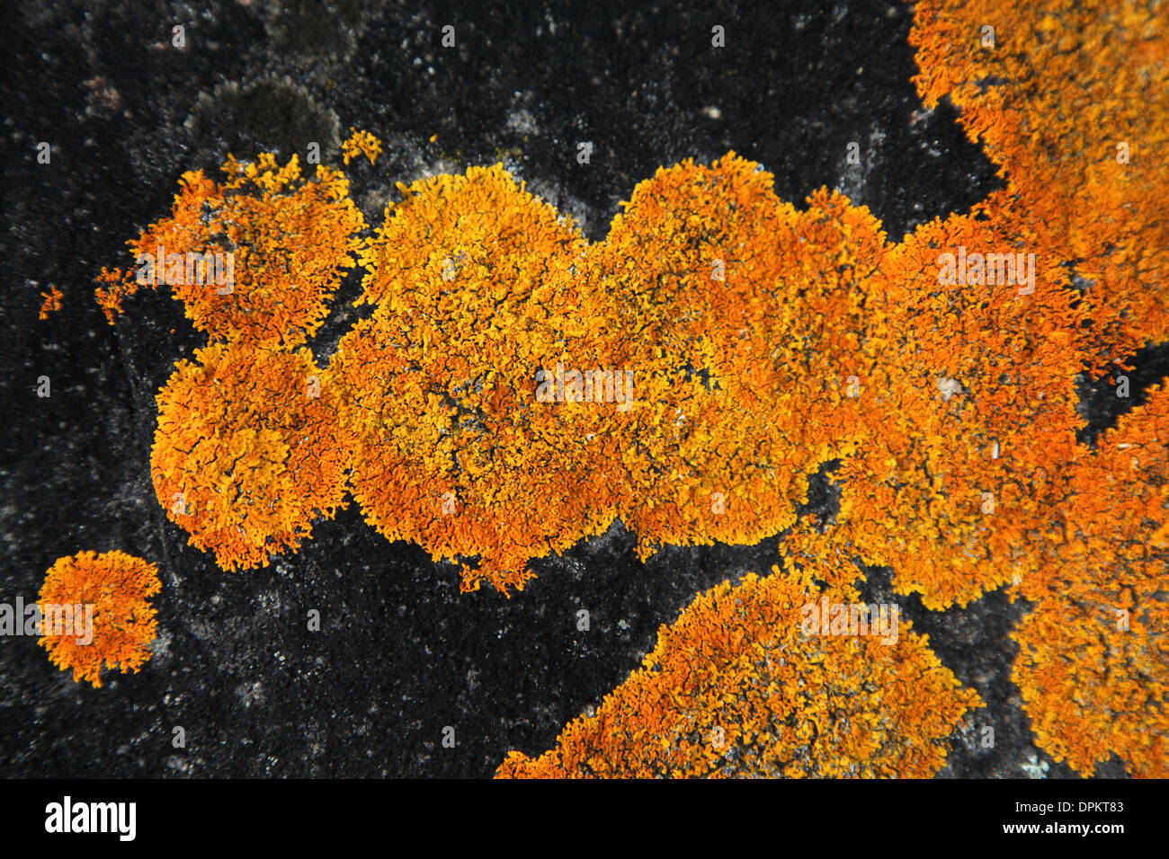 Einen lebendigen Kontrast von hell orange Flechten wachsen in konzentrischen Kreisen auf einem schwarzen Felsen-Hintergrund Stockfoto