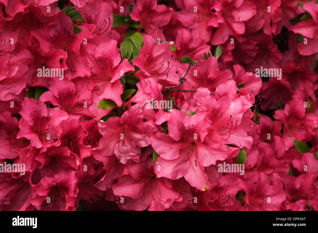 rote Blume in voller Blüte Stockfoto