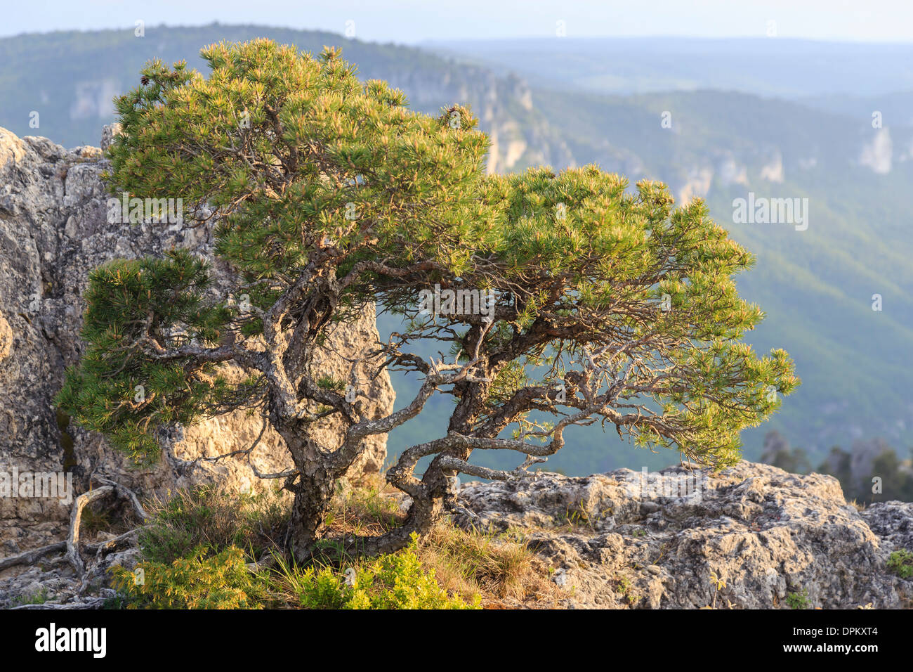 Gewundener Scots Kiefer, Pinus Sylvestris, Frankreich, Aveyron, la Roque-Sainte-Marguerite, Chaos de Montpellier-le-Vieux Stockfoto