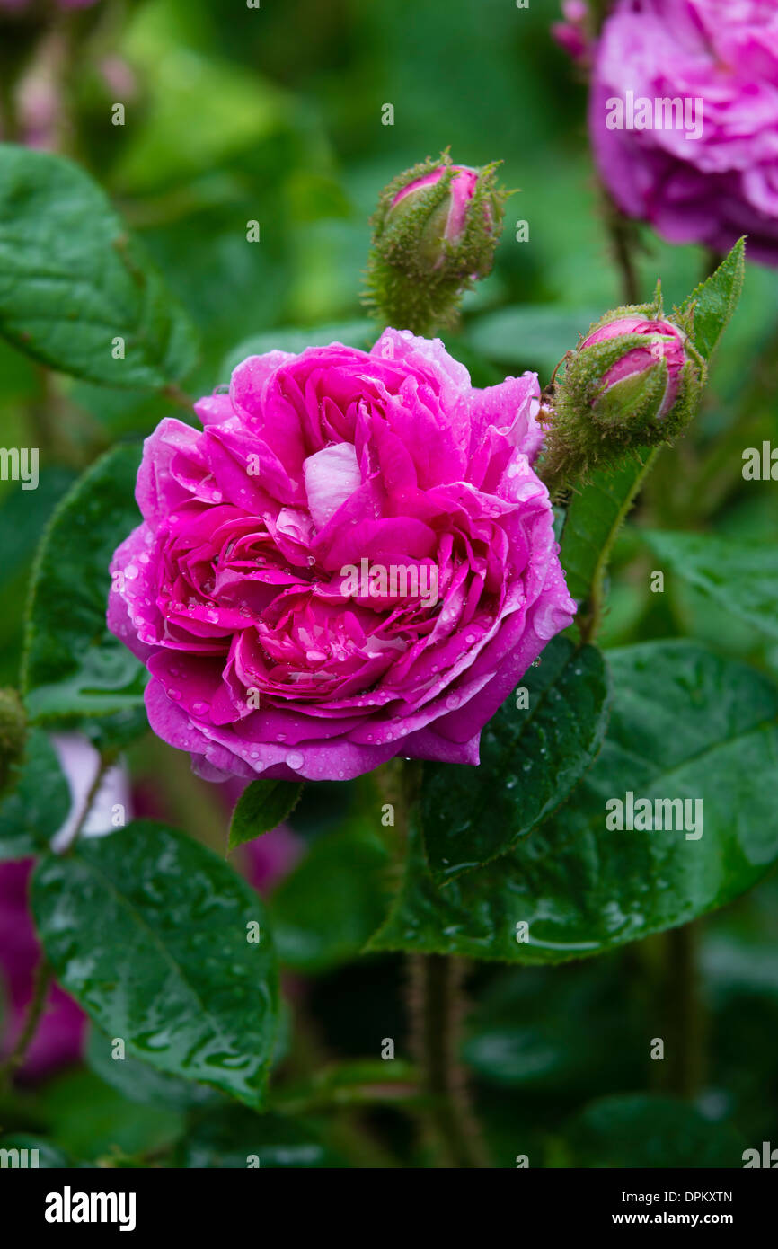 Rose 'Laneii' Stockfoto