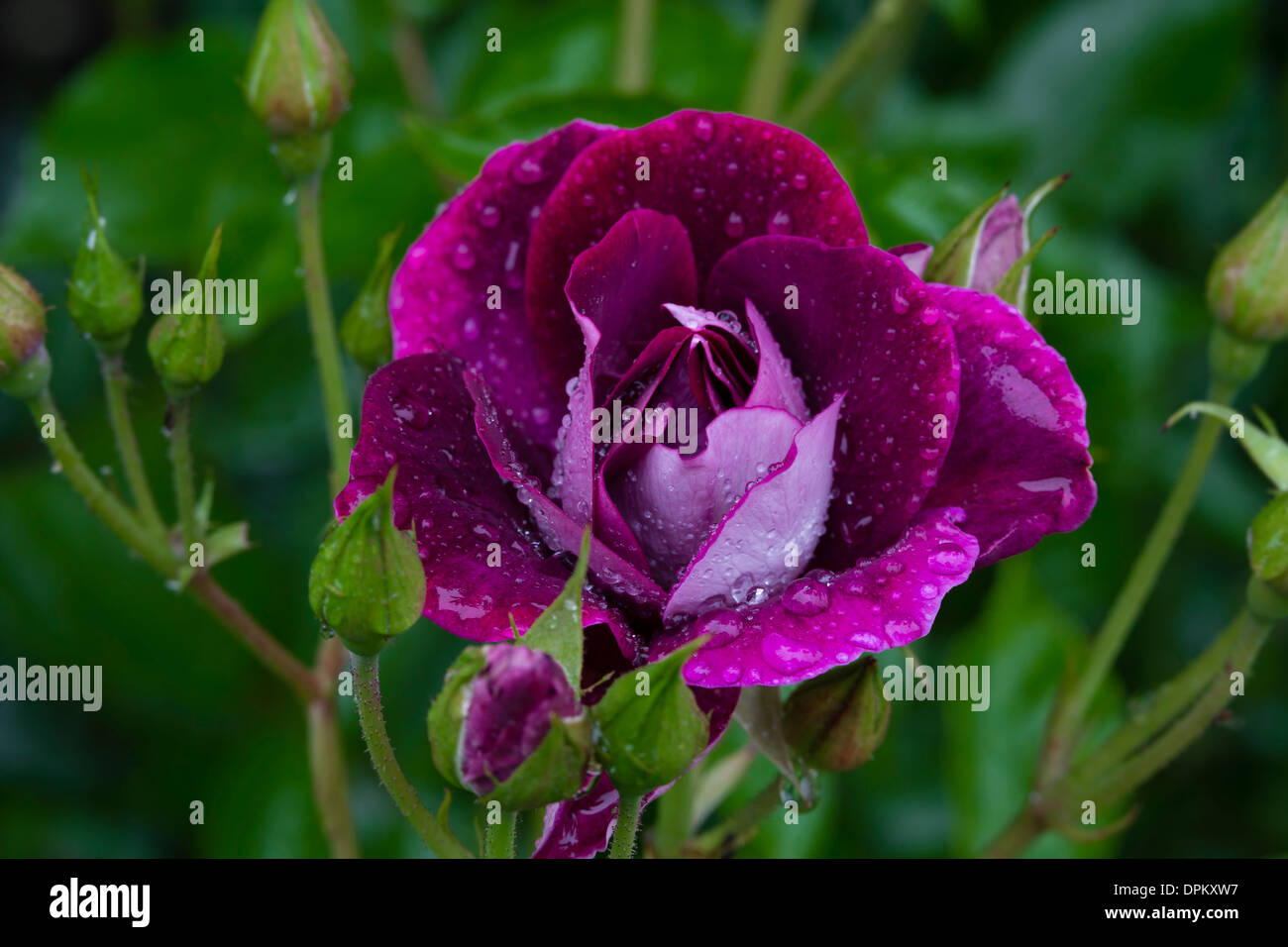 Rose 'Burgunder Ice' Stockfoto