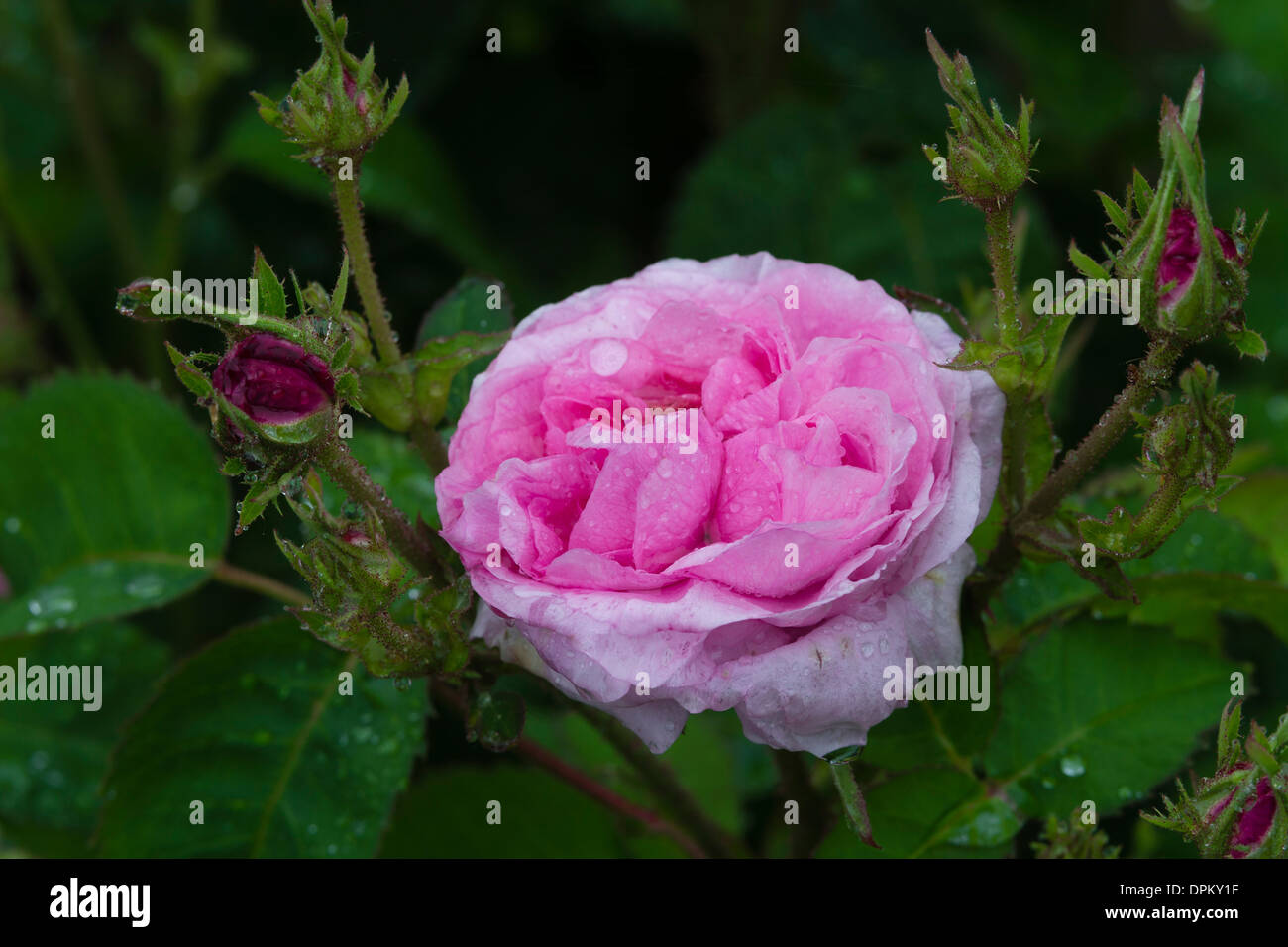 Rose 'Petite de Hollande' Stockfoto