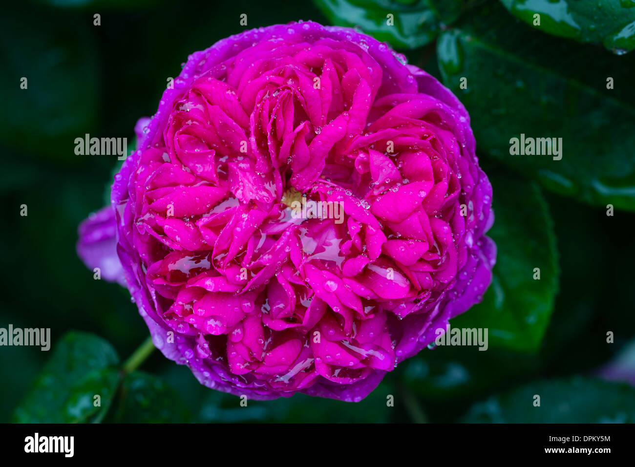 Rose ' Rose de Rescht'' Stockfoto