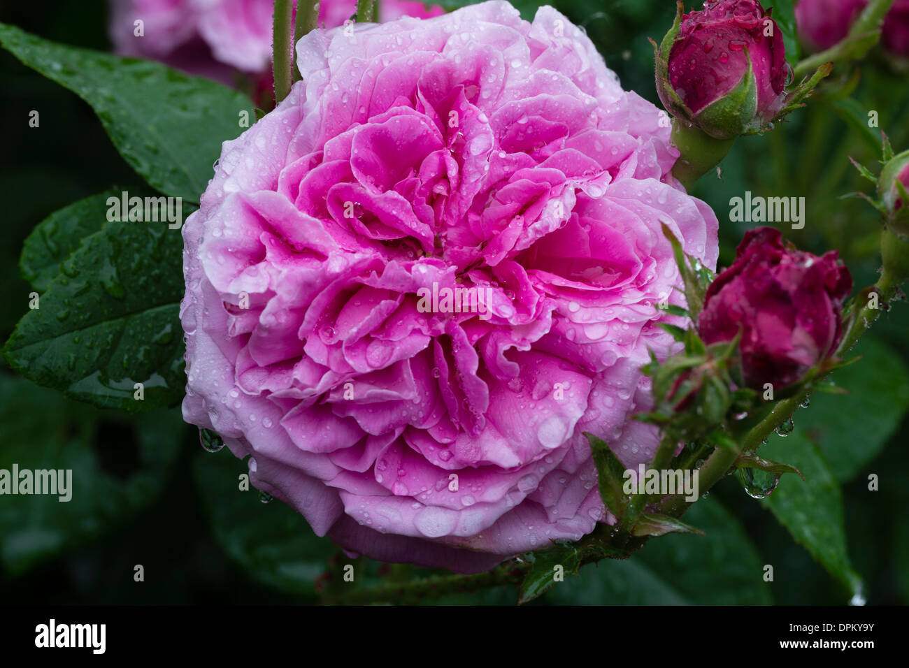 Rose "Duc de Fitzjames" Stockfoto