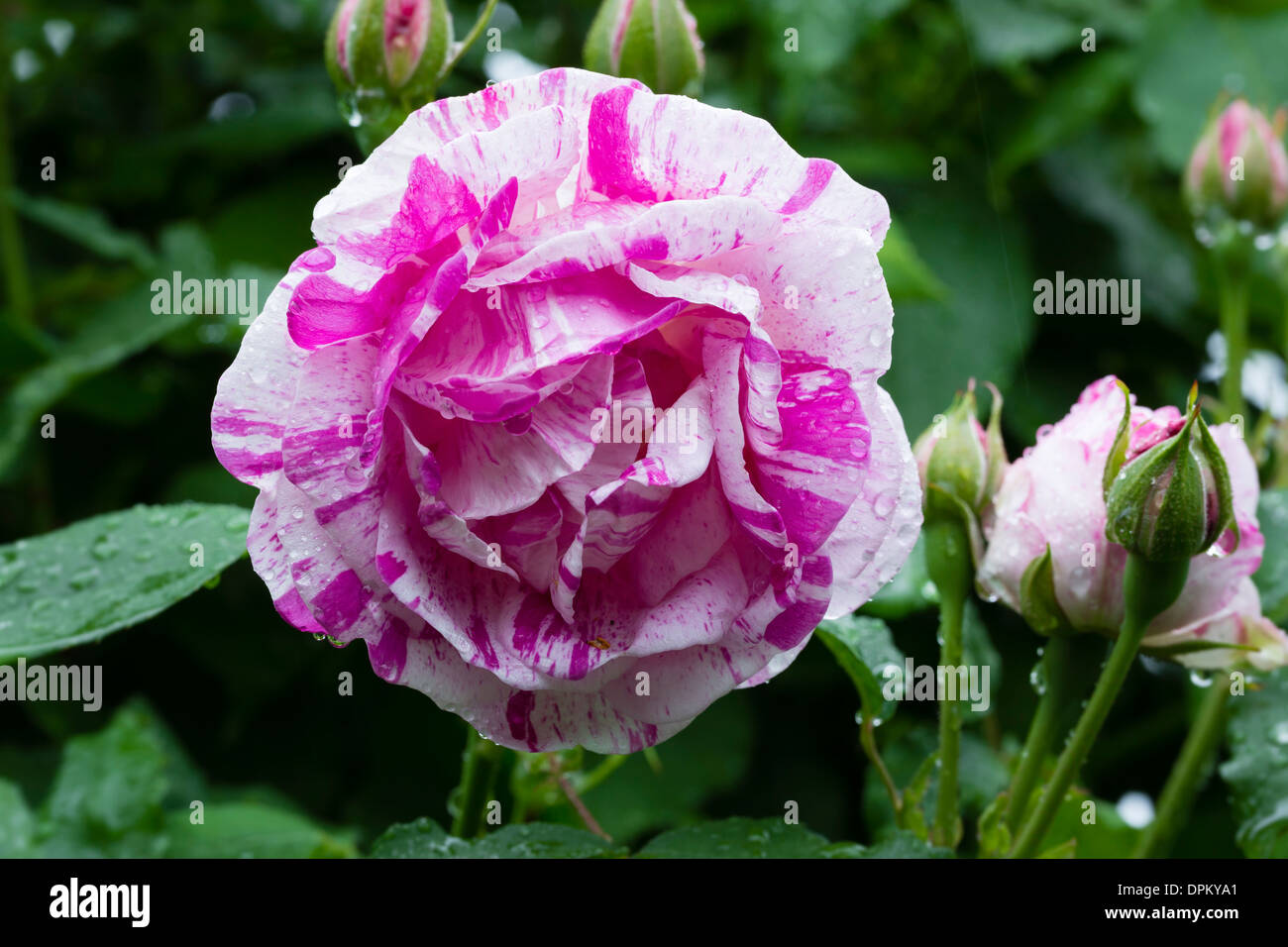 Rose "Gros Provins Panaché" Stockfoto