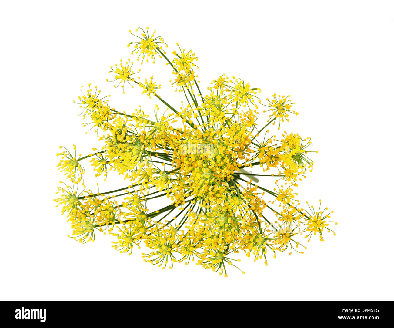 Wildem Fenchel Blumen isoliert auf weiss Stockfoto