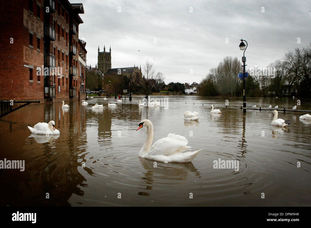 Überschwemmungen in Worcester, da die Schwäne die Straßen in der Nähe der Flussfront als River übernehmen platzt Severn der Banken noch einmal. Stockfoto