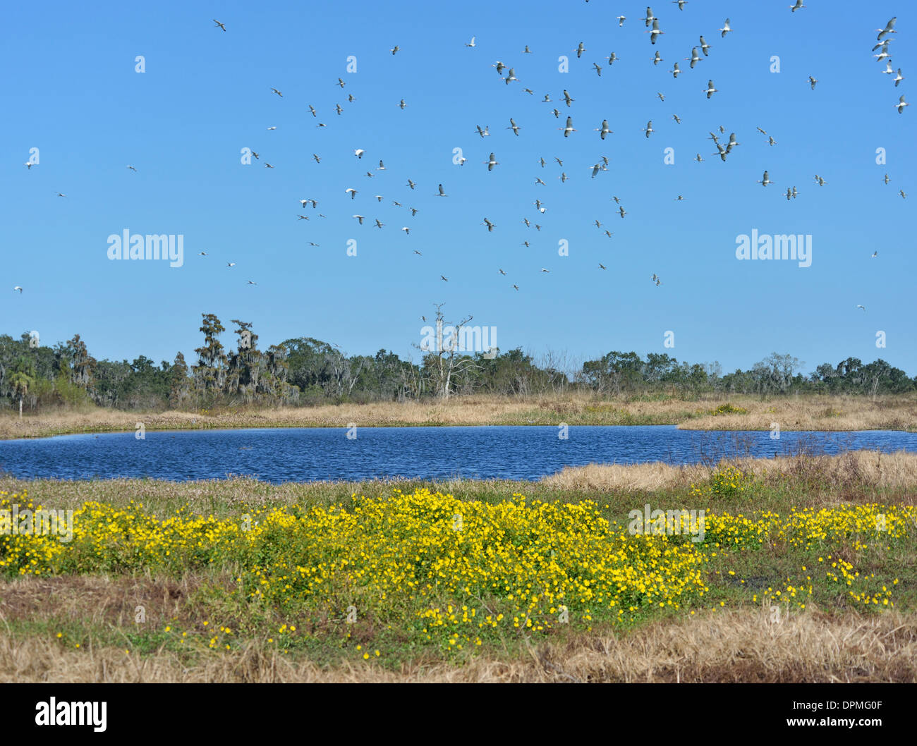 Florida Sumpfgebiete, Kreis B Bar-Reserve Stockfoto