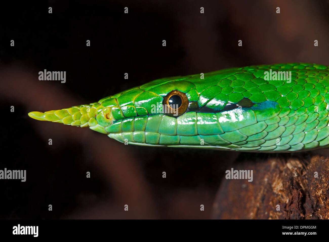 Vietnamesische Langnasen-Schlange Stockfoto