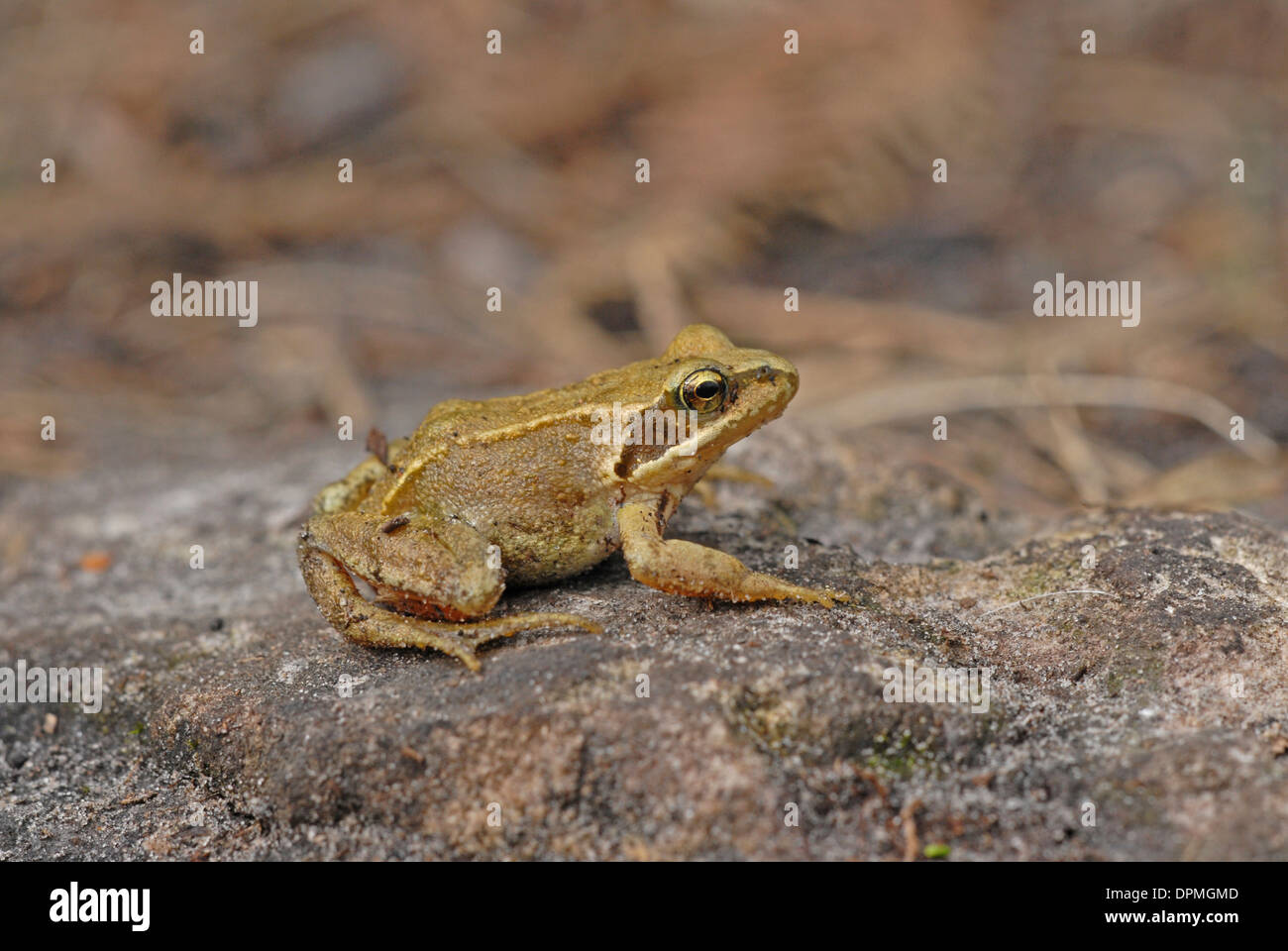 Gemeinsame oder Grasfrosch (Rana Temporaria). Erwachsenen. Stockfoto
