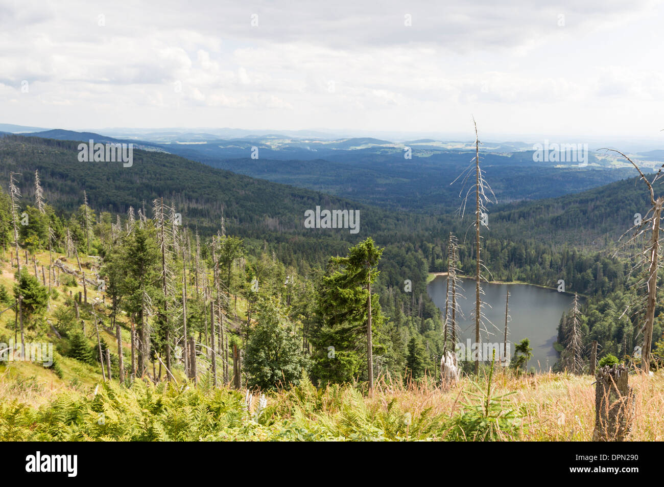 tote Bäume Totholz Abholzung sterben Waldsterben Stockfoto