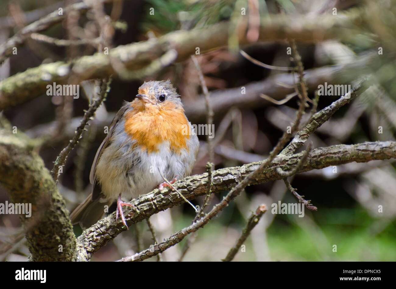 Ein wirklich "aufgeplustert-Up" Robin auf einem Ast im Unterholz in der Nähe von Coggra Moss, Lake District, England, UK. Stockfoto