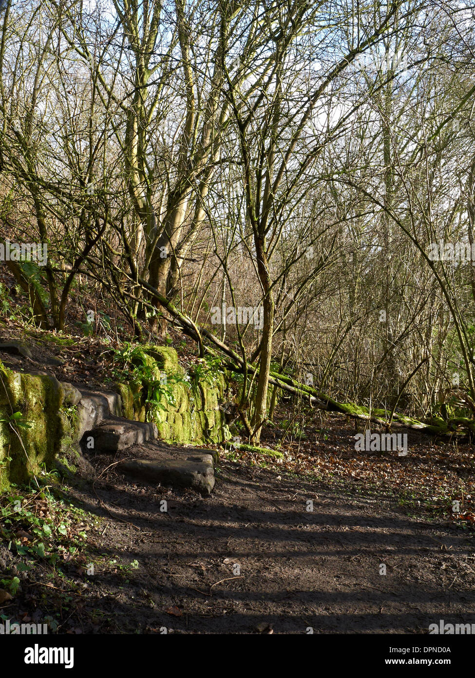 Lebendige grüne Laub und Moos bedeckt Bäume mit Stein Wand in Cheshire UK Stockfoto