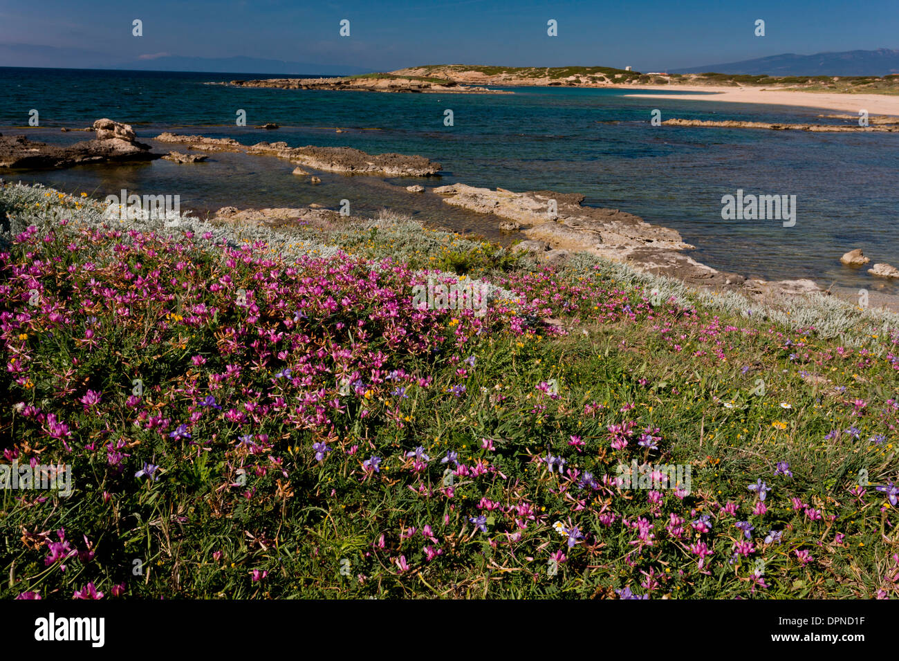 Blumige Küstenlebensräume, einschließlich gruppierten Sulla, Hedysarum Glomeratum in Blüte auf der Sinis-Halbinsel, Sardinien, Italien. Stockfoto