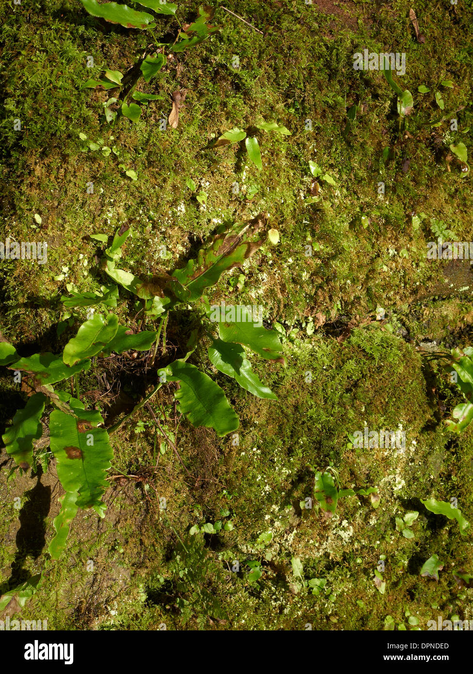 Lebendige grüne Laub und Moos bedeckt Bäume mit Stein Wand in Cheshire UK Stockfoto