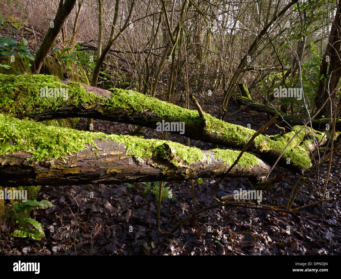 Lebendige grüne Laub und Moos bedeckt Bäume mit Stein Wand in Cheshire UK Stockfoto