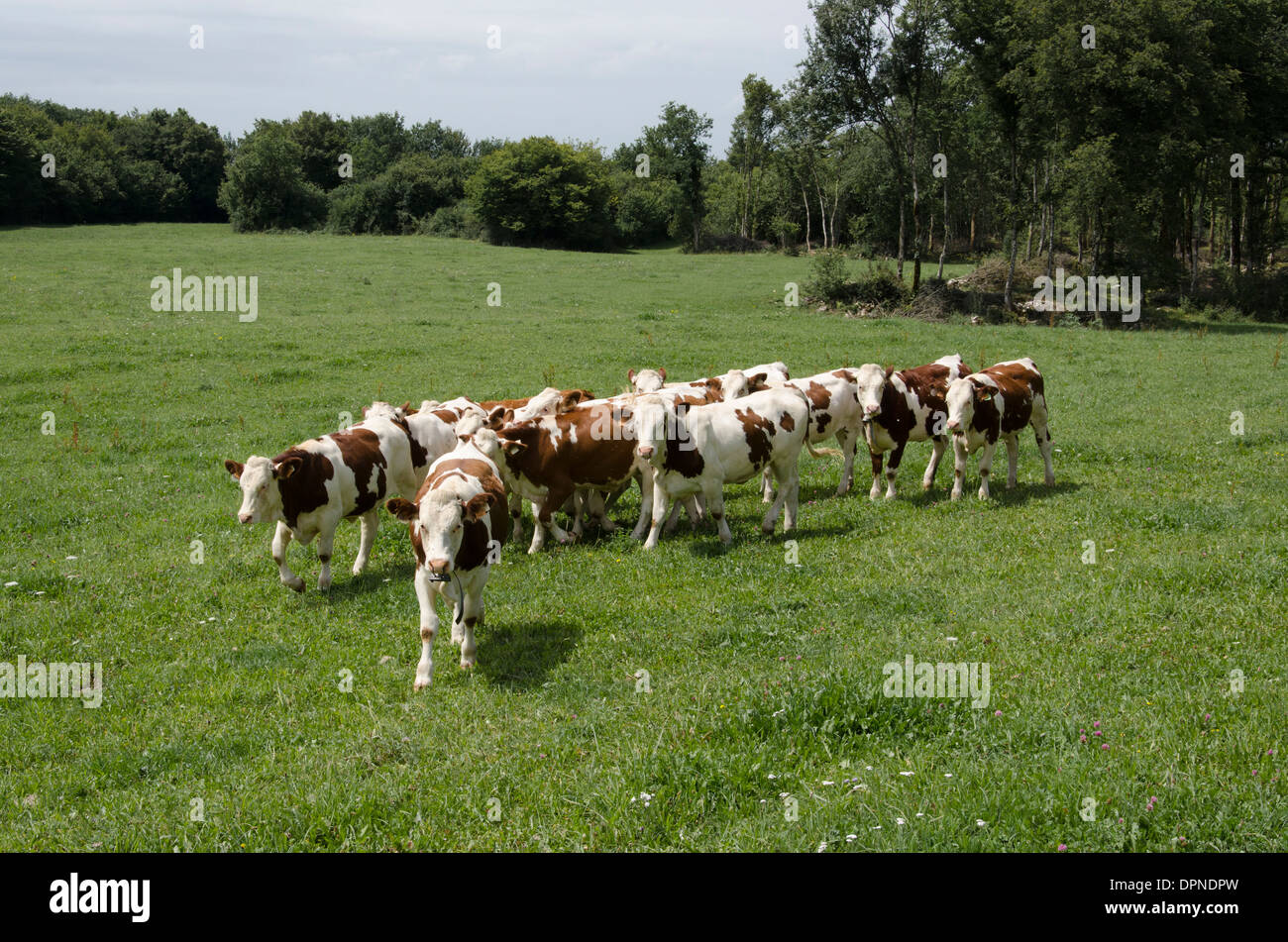 Eine Kuhherde braune und weiße nähert sich der Fotograf in einem Feld im "Le Jura" von Frankreich im Sommer. Stockfoto