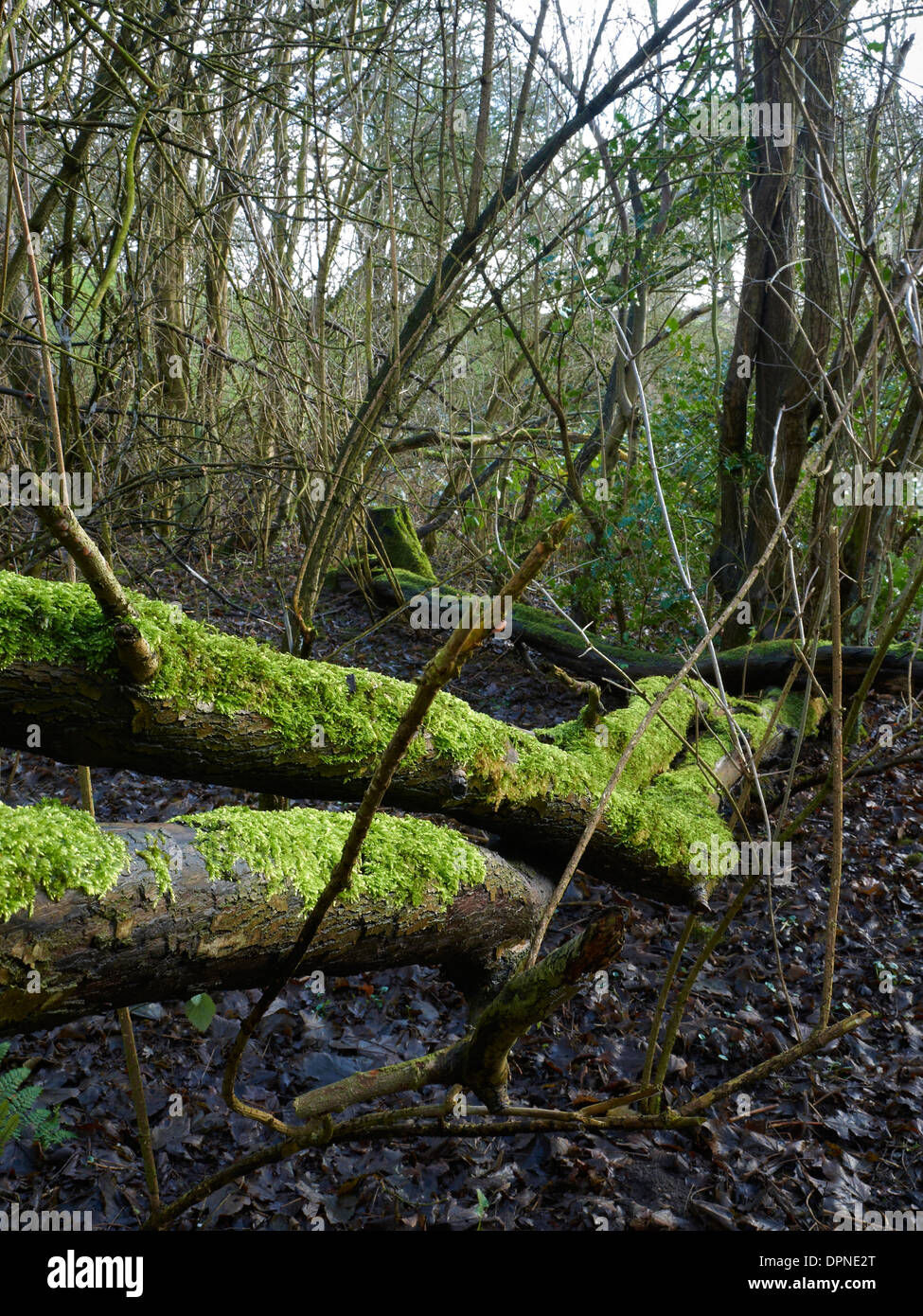 Lebendige grüne Laub und Moos bedeckt Bäume mit Stein Wand in Cheshire UK Stockfoto