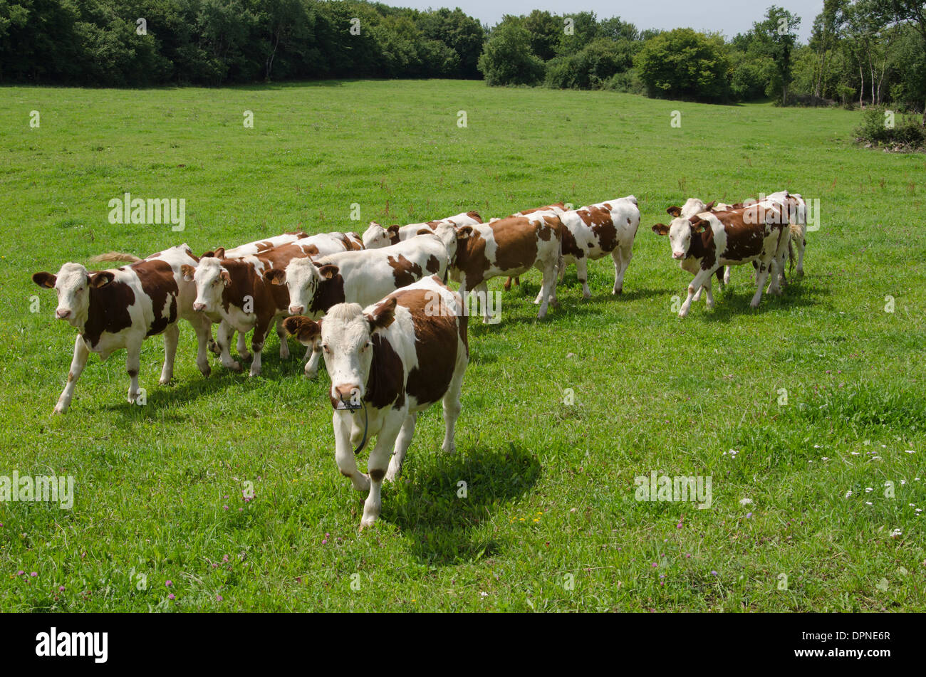 Eine Kuhherde braune und weiße nähert sich der Fotograf in einem Feld im "Le Jura" von Frankreich im Sommer. Stockfoto