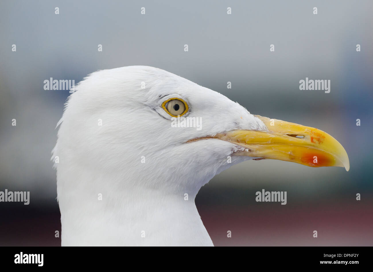 Ein Profilbildnis einer großen Black-Back-Möwe in Newcastle-Upon-Tyne. Stockfoto