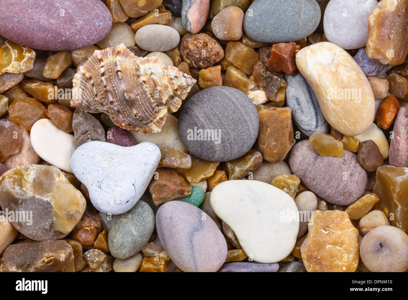 Shell auf einem Kieselstein mit Herz Stockfoto