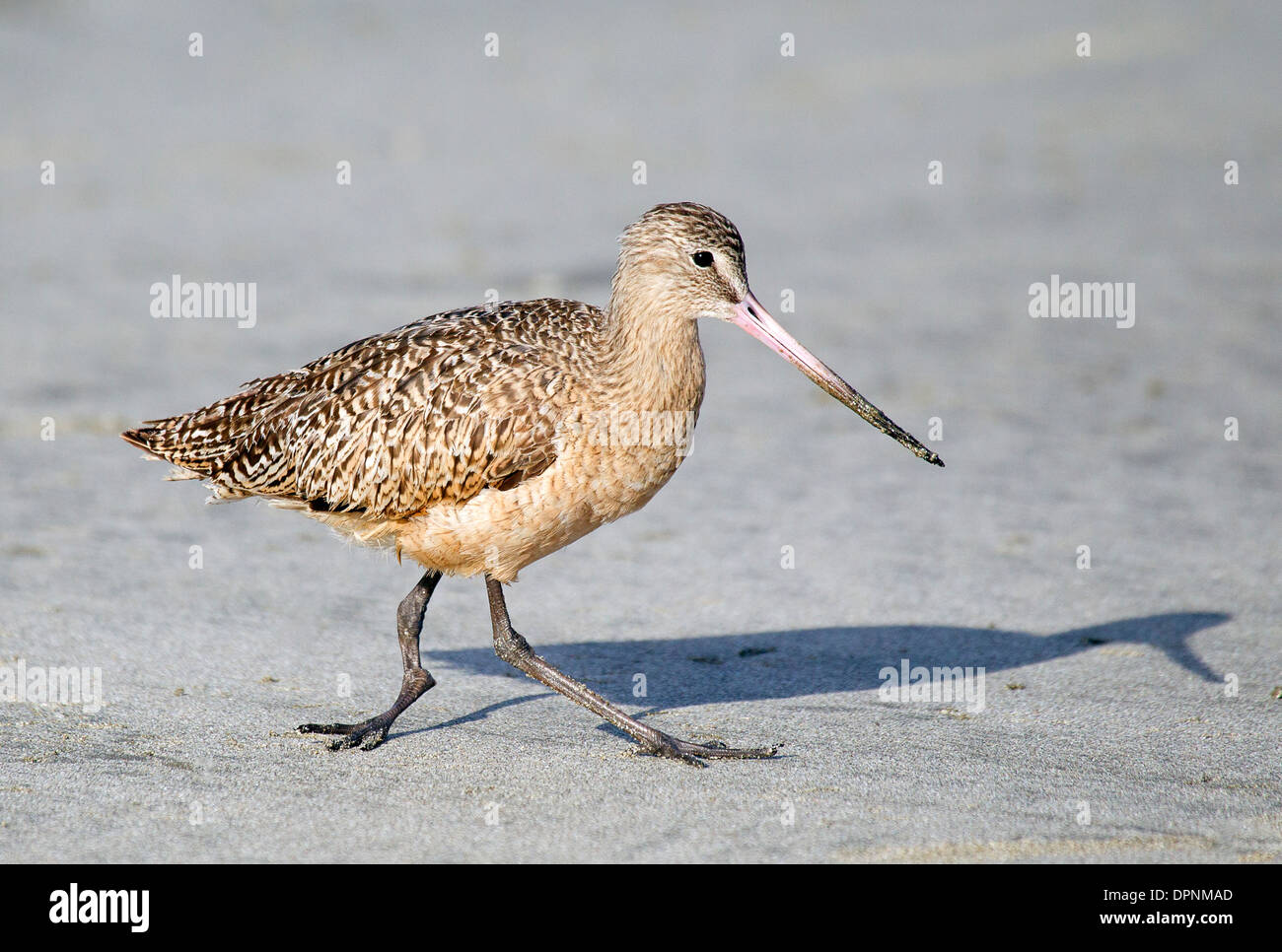 Marmorierte Godwiit mit verletzten deformierten Bein Stockfoto