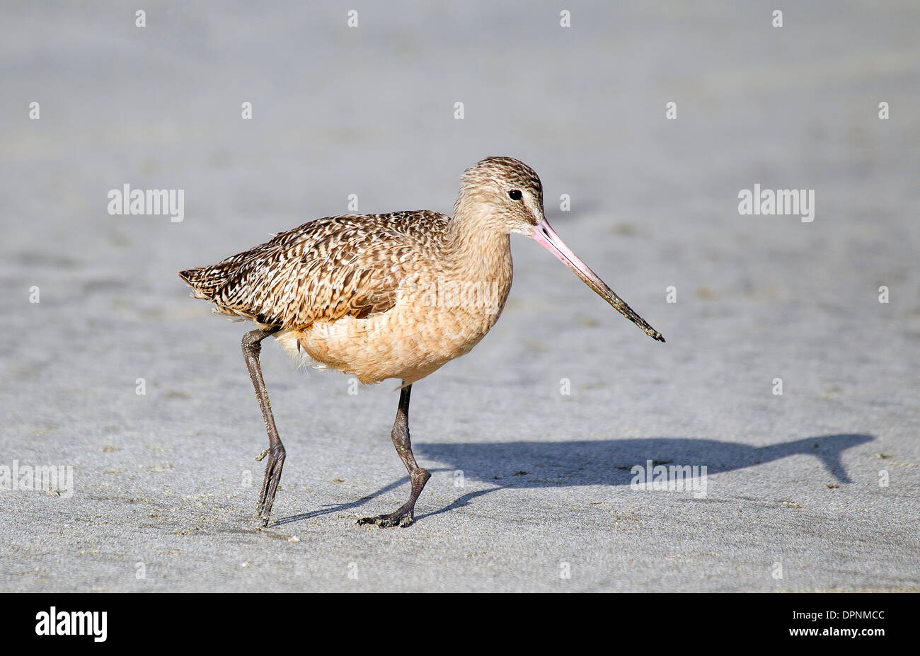Marmorierte Uferschnepfe mit verletzten deformierten Bein Stockfoto