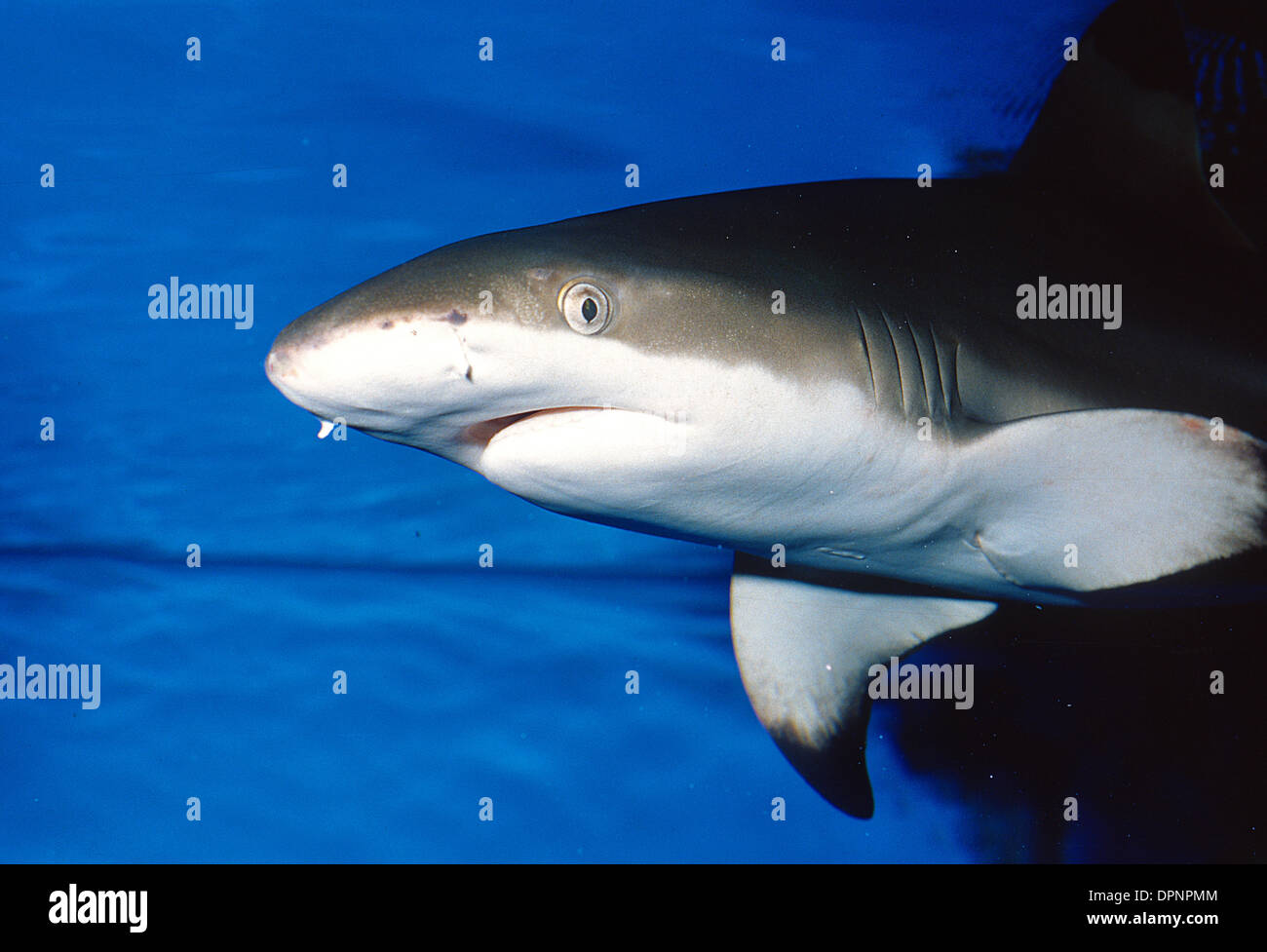 Schwarzspitzen-Riffhai (Carcharhinus Melanopterus) ist eine Art von Requiem Shark, Familie Carcharhinidae, Indo-Pazifik Stockfoto