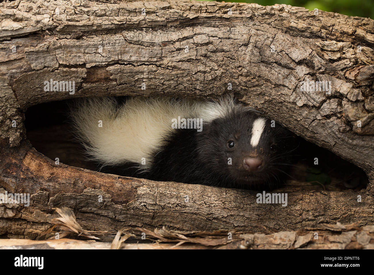 Striped Skunk (Mephitis Mephitis) Allesfresser Säugetier der Skunk-Familie Marderähnlichen, Jugendkriminalität, New York Stockfoto