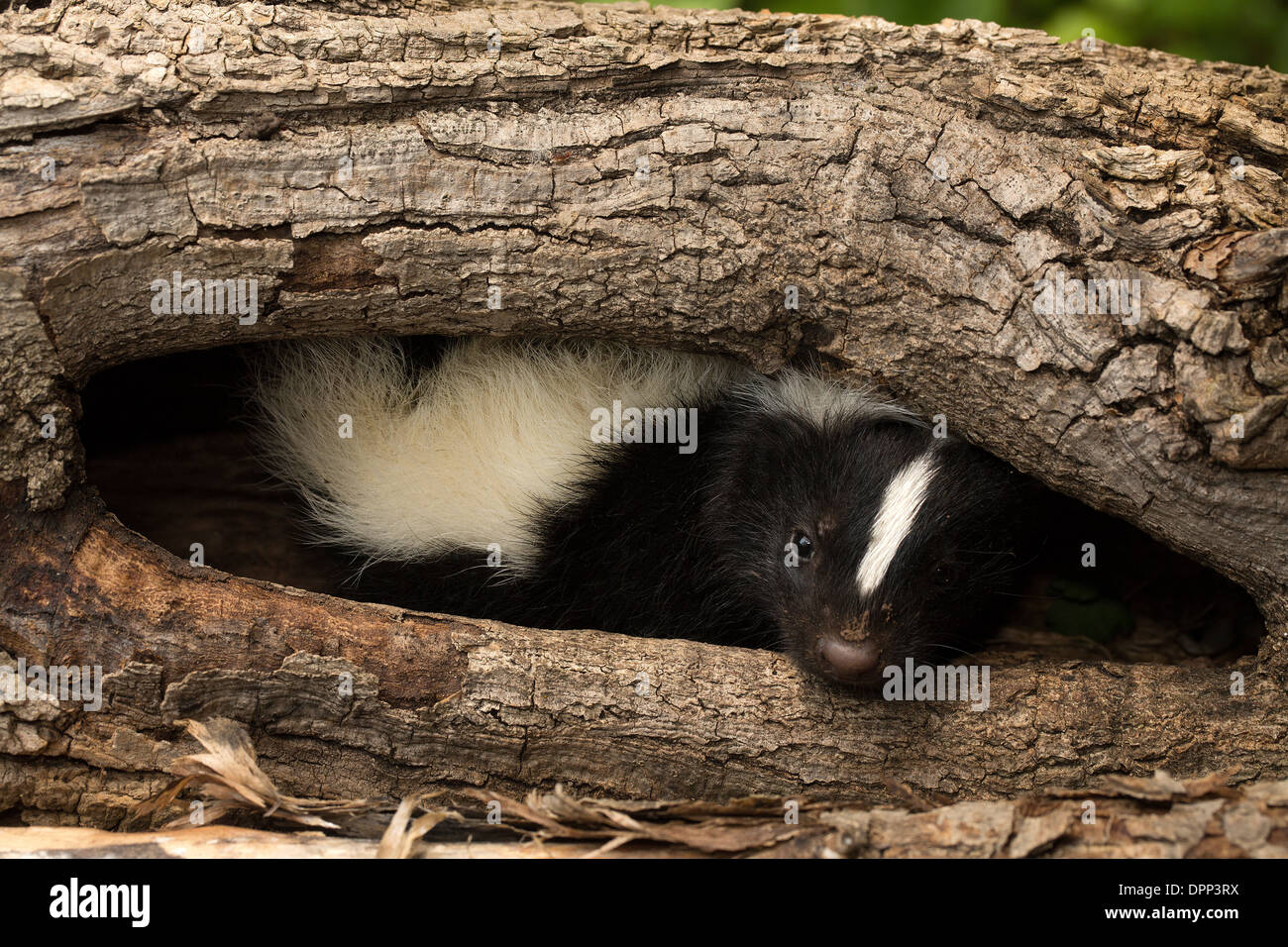Striped Skunk (Mephitis Mephitis) Allesfresser Säugetier der Skunk-Familie Marderähnlichen, Jugendkriminalität, New York Stockfoto