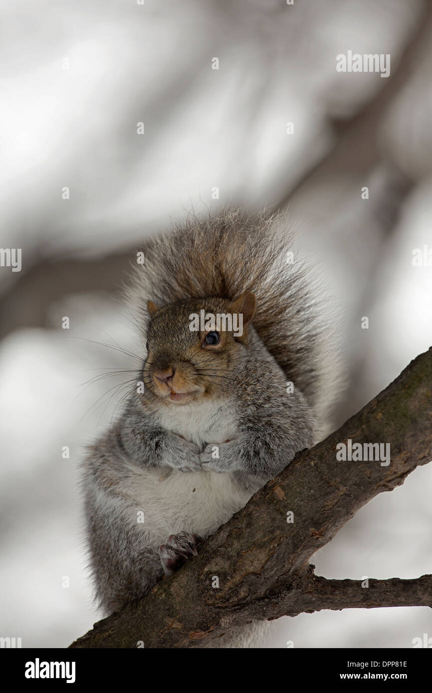 Östliche graue Eichhörnchen Sciurus Carolinensis, New York Stockfoto