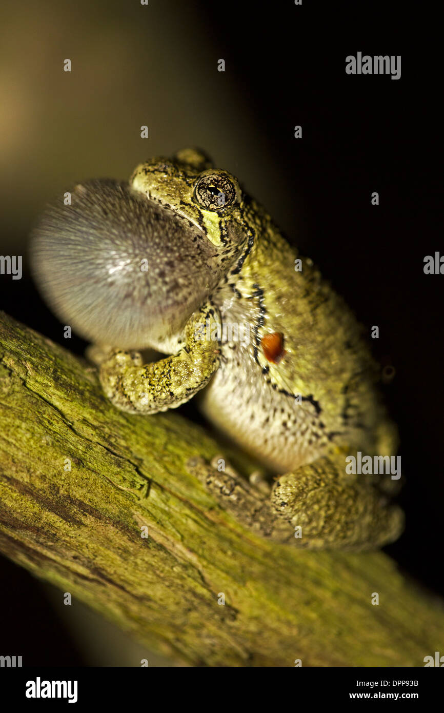 graues Treefrog (Hyla versicolor) kleine arboreal Frosch native zu viel von den Osten der Vereinigten Staaten und südöstlichen Kanada Stockfoto