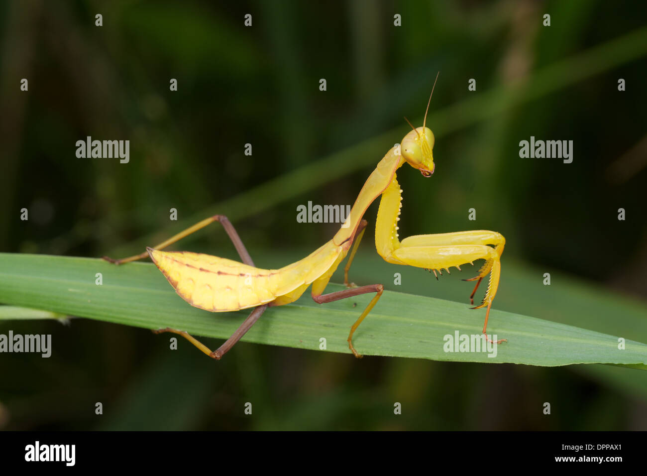 Hierodula sp Fotos und Bildmaterial in hoher Auflösung Alamy