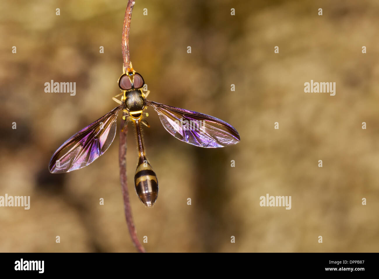 Pseudodorus Clavatus eine Syrphidae Hoverfly. Stockfoto