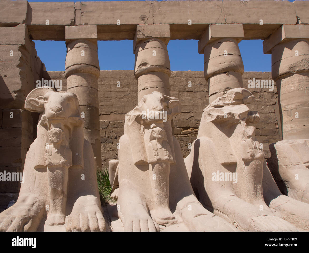 Rams Kopf Sphinx Linie der Sphinx Avenue zwischen Luxor Tempel und Karnak-Tempel, Ägypten Stockfoto