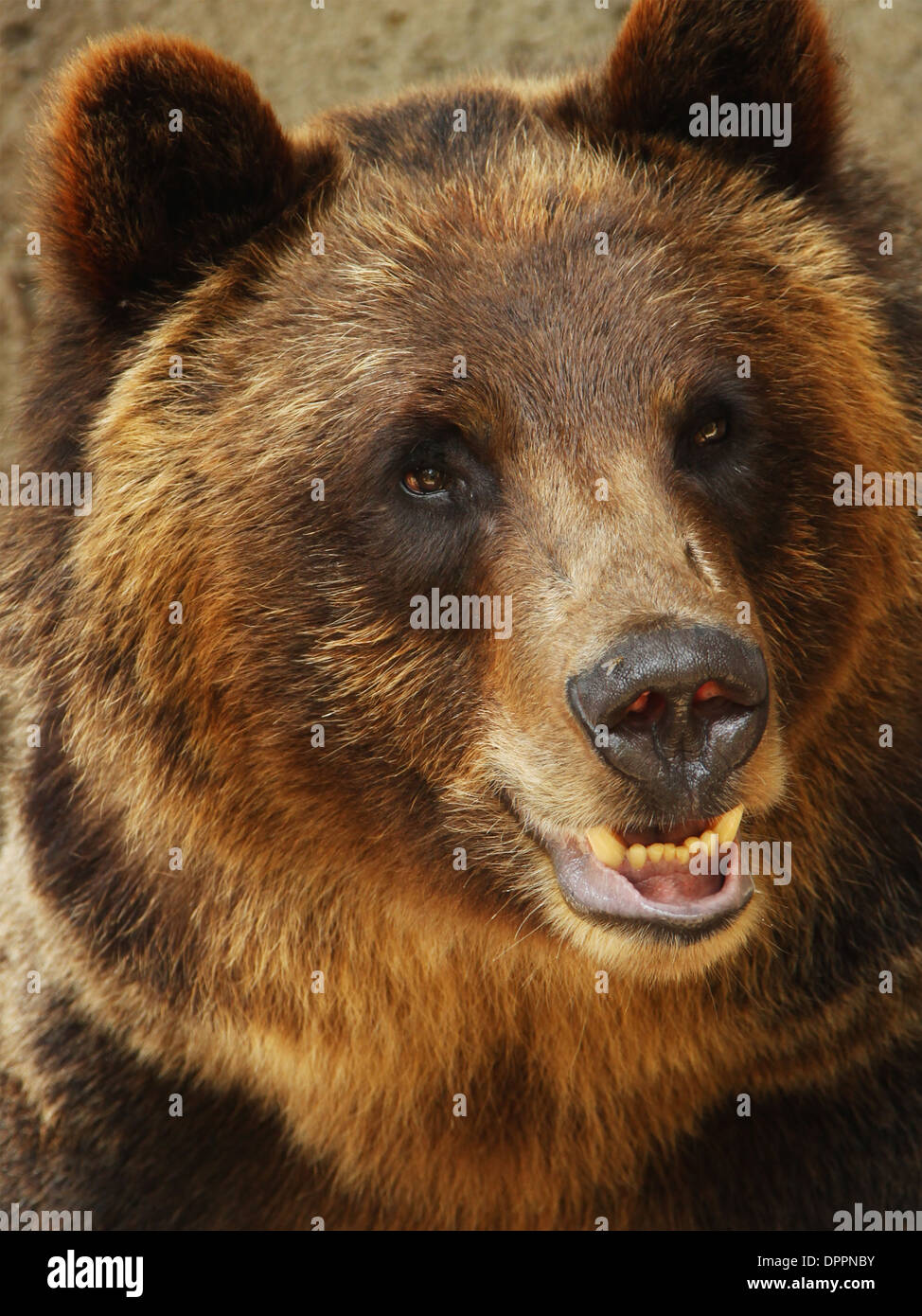 Bär. Cleveland Zoo. Schlachthöfe, Cleveland, Ohio, Vereinigte Staaten von Amerika. Mit Fliege auf der Nase. Stockfoto