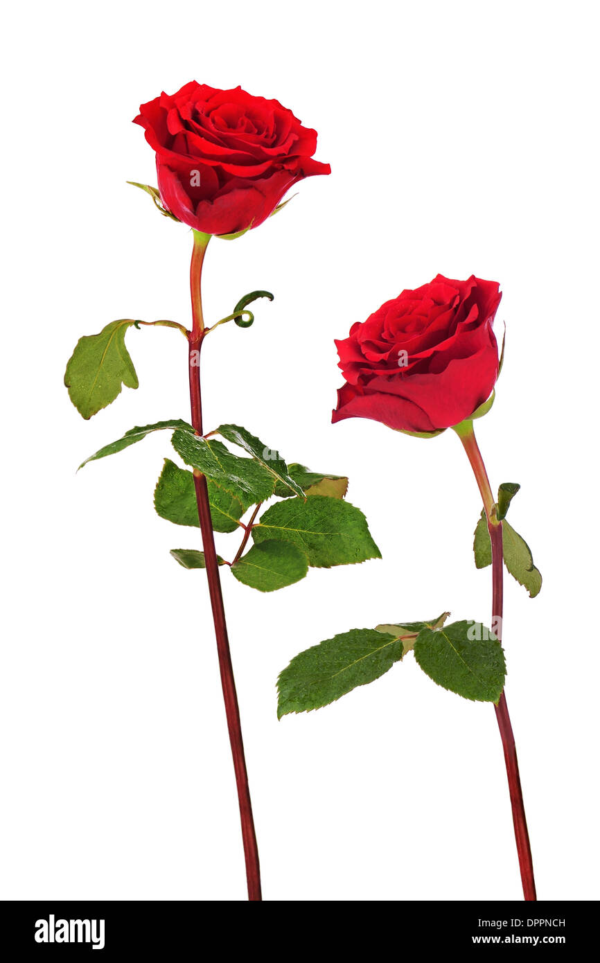 Rote Rosen isoliert auf weißem Hintergrund. Closeup. Stockfoto