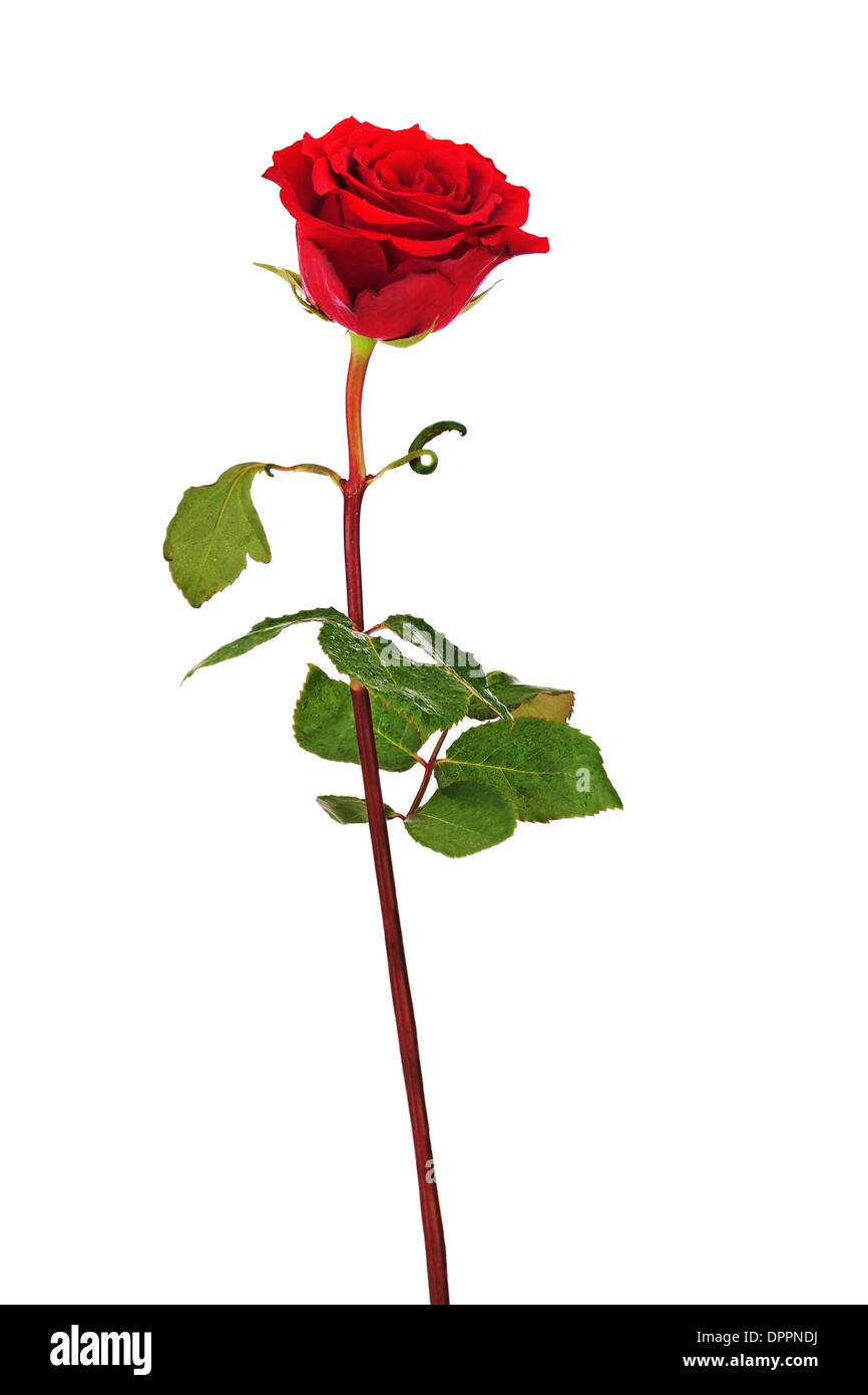 Rote Rose isoliert auf weißem Hintergrund. Closeup. Stockfoto