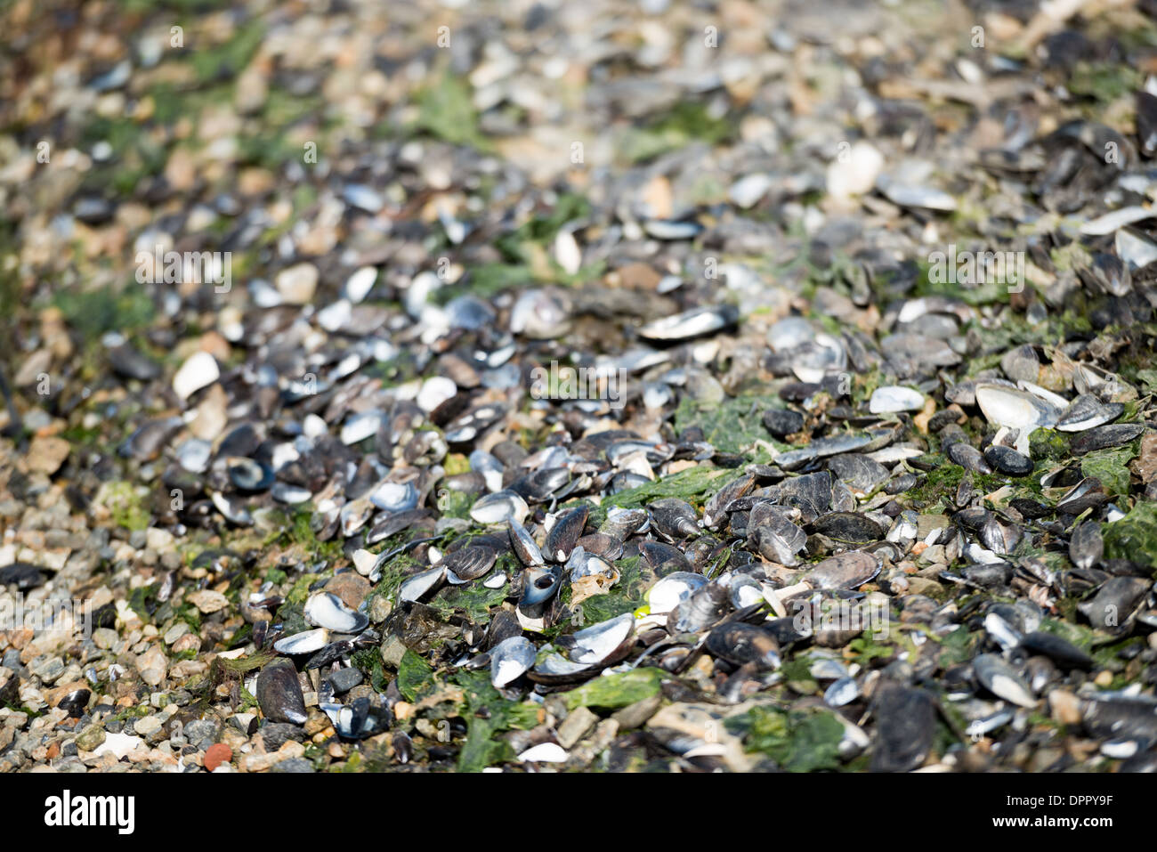 Muscheln am Strand Ushuaia Argentina // USHUAIA, Argentinien – Muscheln liegen verstreut über die Küste von Ushuaia, der Hauptstadt der Provinz Tierra del Fuego und allgemein als die südlichste Stadt der Welt anerkannt. Ushuaia liegt am Beagle-Kanal und ist ein beliebter Ausgangspunkt für Antarktisexpeditionen und Kreuzfahrten zur Erkundung des Tierra del Fuego Archipels. An den lokalen Stränden gibt es verschiedene Überreste, die typisch für das patagonische Küstenökosystem sind, wo kalte antarktische Strömungen die Artenvielfalt der Region beeinflussen. Der Name der Stadt leitet sich von der indigenen Sprache Yámana ab Stockfoto