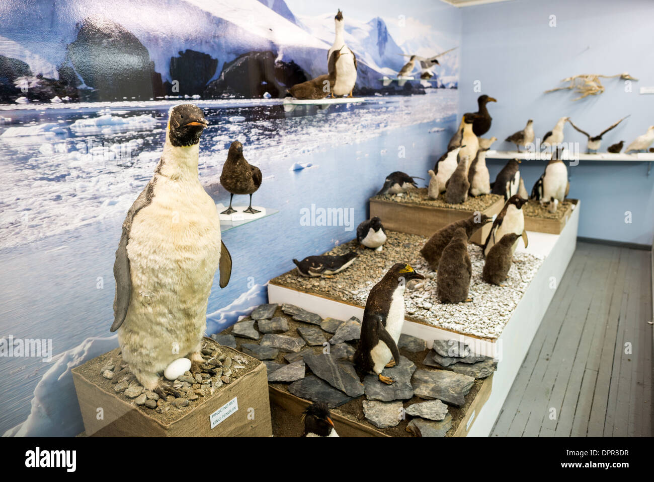 USHUAIA, Argentinien – Eine Ausstellung verschiedener Arten von Pinguinen aus der Region und der Antarktis im Rahmen des Antarktis-Museums im Meeresmuseum von Ushuaia. Das Museum besteht aus mehreren Flügeln, die der Meeresgeschichte, der Erforschung der Antarktis, einer Kunstgalerie und einem historischen Gefängnis gewidmet sind. Stockfoto