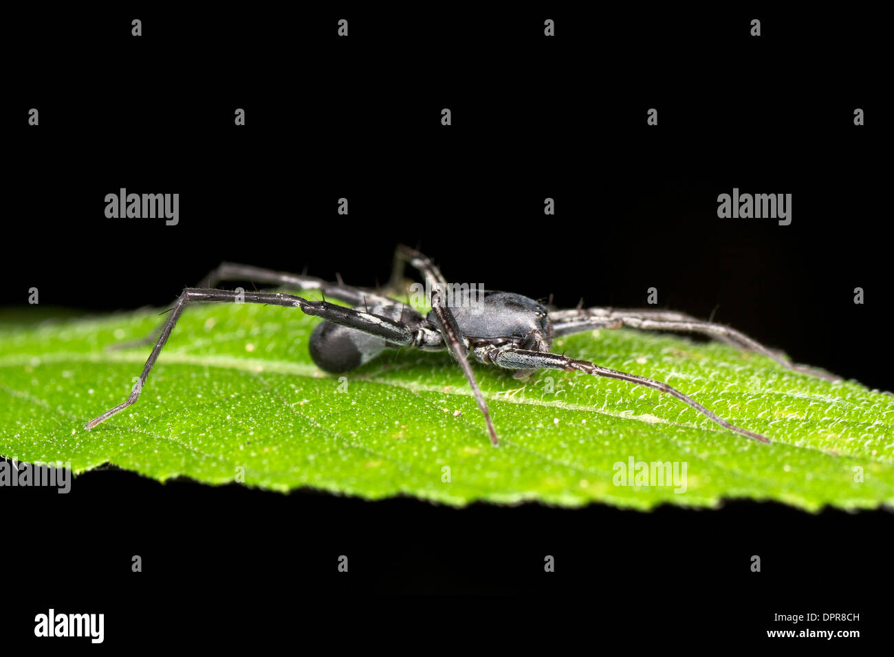 Corinnid Sac Spinnen (Familie Corinnidae), werden gedacht, um Ameise imitiert werden. Stockfoto