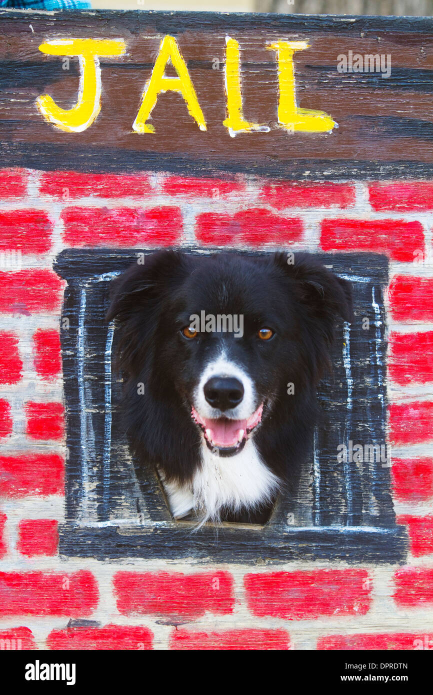 Hund im Gefängnis Humor Stockfoto