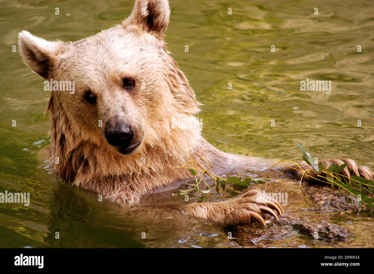 9. Januar 2009 - USA - schwimmen Bär (Kredit-Bild: © Rafael Ben-Ari/Chamäleons Auge/ZUMA Press) Stockfoto