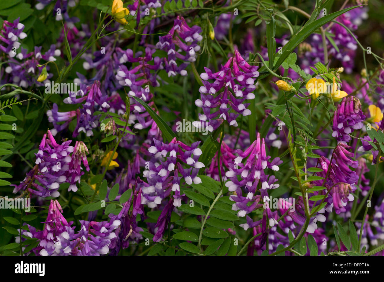 Narrow-leaved Wicke, Vicia Tenuifolia in Blume am Straßenrand, Sardinien Stockfoto
